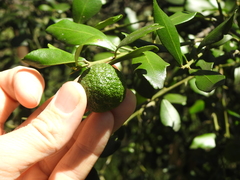 Citrus australis