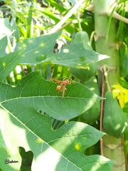 Gyrostoma
