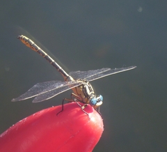 Gomphus graslinii