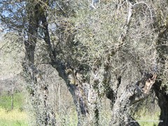 Olea europaea