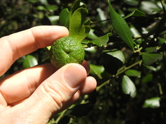 Citrus australis