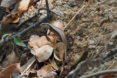 Sphenomorphus incognitus