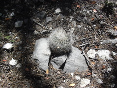Rapicactus beguinii
