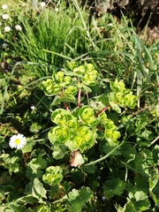 Euphorbia helioscopia