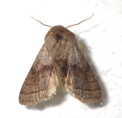 Orthosia opima