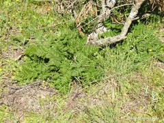 Daucus carota