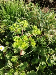 Euphorbia helioscopia
