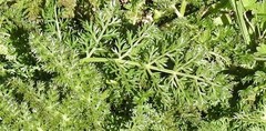 Daucus carota