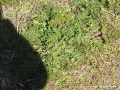 Daucus carota
