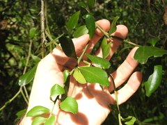 Citrus australis