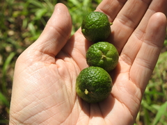 Citrus australis