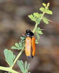 Castiarina rufipennis