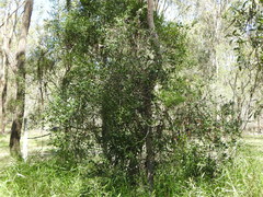 Citrus australis