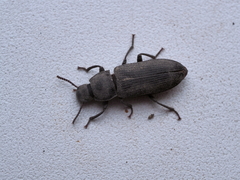 Tenebrio obscurus