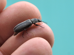 Tenebrio obscurus