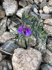Vicia venosa