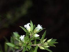 Styphelia margarodes