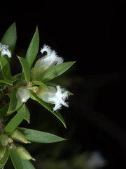 Styphelia margarodes