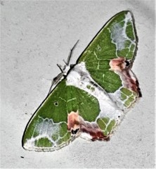 Protuliocnemis partita