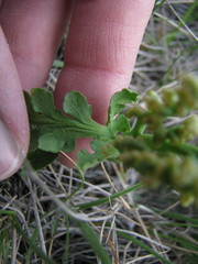 Botrychium hesperium