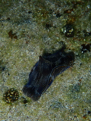 Philinopsis speciosa