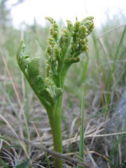 Botrychium hesperium