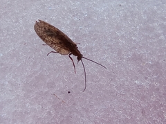 Drepanepteryx algida