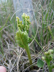 Botrychium hesperium