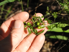 Jasminum didymum racemosum