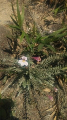 Monochasma savatieri