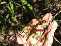 Jasminum didymum racemosum