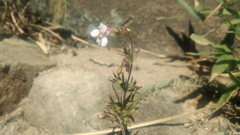 Monochasma savatieri