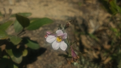 Monochasma savatieri