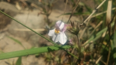 Monochasma savatieri