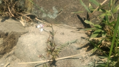 Monochasma savatieri