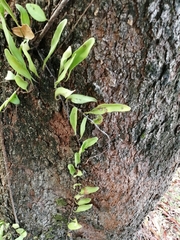 Pyrrosia adnascens