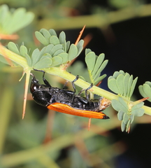 Castiarina rufipennis