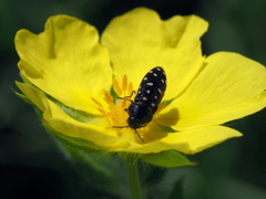 Acmaeodera degener