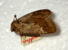 Dasypolia templi