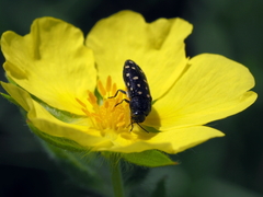 Acmaeodera degener