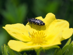 Acmaeodera degener