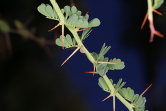 Castiarina rufipennis