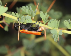 Castiarina rufipennis