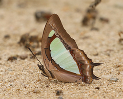Polyura arja