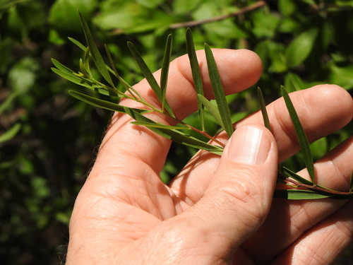 Image of Denhamia cunninghamii by (c) Greg Tasney, some rights reserved (CC BY-SA)