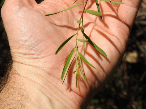 Image of Denhamia cunninghamii by (c) Greg Tasney, some rights reserved (CC BY-SA)