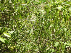 Denhamia cunninghamii