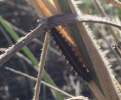 Nyctemera annulata × amicus