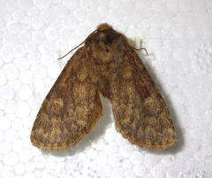Dasypolia templi