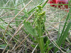 Botrychium spathulatum